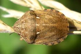 Attēlu rezultāti vaicājumam “Eurygaster testudinaria imago”