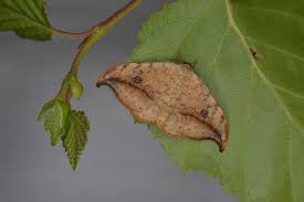 Attēlu rezultāti vaicājumam “Drepana falcataria”