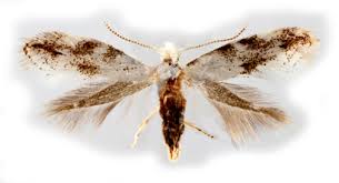 Attēlu rezultāti vaicājumam “Bucculatrix rhamniella”