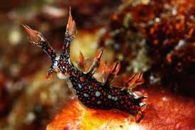 ผลการค้นหารูปภาพสำหรับ Bornella Anguilla