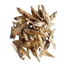 Attēlu rezultāti vaicājumam “Charales”