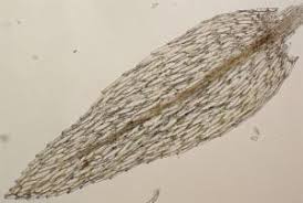 Attēlu rezultāti vaicājumam “Pohlia wahlenbergii macro”