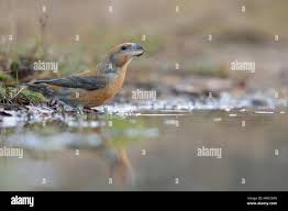 Attēlu rezultāti vaicājumam “Loxia pytyopsittacus male”