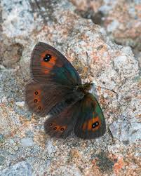 Attēlu rezultāti vaicājumam “Lycaena alciphron male”