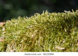 Attēlu rezultāti vaicājumam “Leucodon sciuroides”