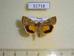 Attēlu rezultāti vaicājumam “Cryptocala chardinyi”