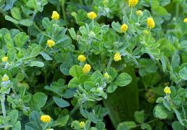 Attēlu rezultāti vaicājumam “Medicago lupulina flower”
