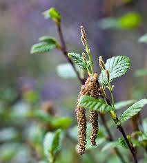 Attēlu rezultāti vaicājumam “Alnus incana leaf”