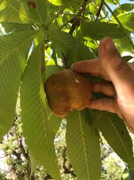 Attēlu rezultāti vaicājumam “Aesculus flava fruit”