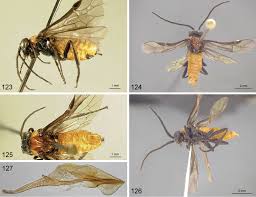 Attēlu rezultāti vaicājumam “Nematus salicis”