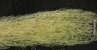 Attēlu rezultāti vaicājumam “Ramalina thrausta”