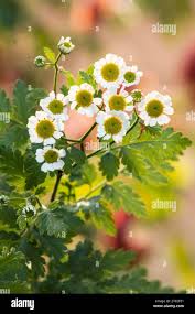 Image result for Artemisia vulgaris