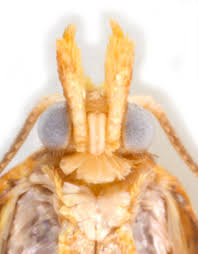 Attēlu rezultāti vaicājumam “Acleris bergmanniana”