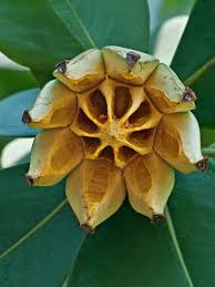 Attēlu rezultāti vaicājumam “Autographa excelsa”