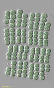 Attēlu rezultāti vaicājumam “Gloeocapsa rupestris”