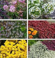 Attēlu rezultāti vaicājumam “Lobularia maritima”