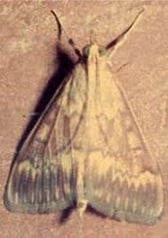 Attēlu rezultāti vaicājumam “Ostrinia nubilalis”