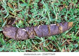 Image result for cestoda excrement dog