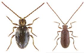 Attēlu rezultāti vaicājumam “Ptinus sp.”