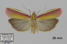 Attēlu rezultāti vaicājumam “Oncocera semirubella”