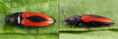 Attēlu rezultāti vaicājumam “Ampedus sanguinolentus”