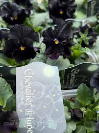 「ロラン・シュヴァリエ」の画像検索結果