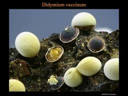 Attēlu rezultāti vaicājumam “Diderma testaceum macro”