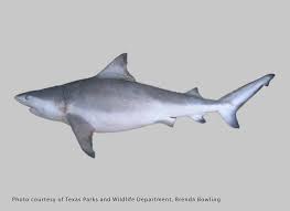 Image result for Rhizoprionodon terraenovae