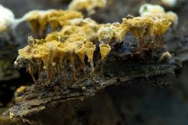 Attēlu rezultāti vaicājumam “Hemitrichia clavata”