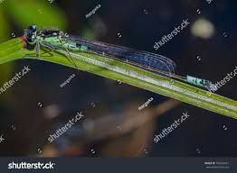 Attēlu rezultāti vaicājumam “Coenagrion armatum male”