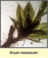 Attēlu rezultāti vaicājumam “Bryum moravicum”