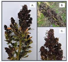 Attēlu rezultāti vaicājumam “Chenopodium polyspermum fruit”