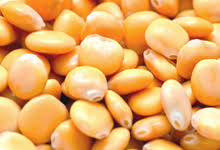 Image result for Lupinen