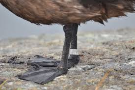Image result for Stercorarius skua