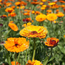 Attēlu rezultāti vaicājumam “Calendula officinalis flower”