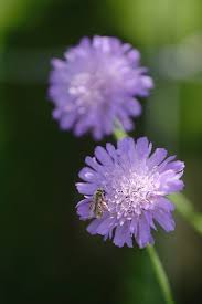 Attēlu rezultāti vaicājumam “Knautia arvensis flower”