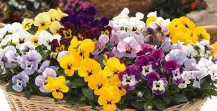 Attēlu rezultāti vaicājumam “Viola x williamsii flower”