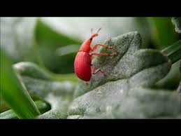 Attēlu rezultāti vaicājumam “Apion sp.”