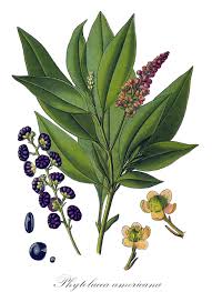 Attēlu rezultāti vaicājumam “Phytolaccaceae”