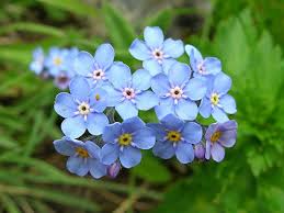 Image result for Myosotis sylvatica