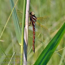 Attēlu rezultāti vaicājumam “Aeshna grandis”