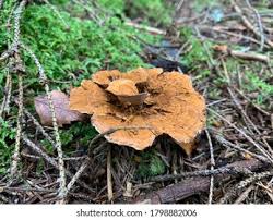 Attēlu rezultāti vaicājumam “Onnia tomentosa”