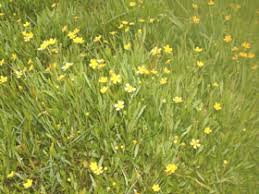 Attēlu rezultāti vaicājumam “Ranunculus flammula fruit”