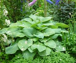 Image result for Hosta sieboldiana 'Elegans'