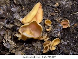 Attēlu rezultāti vaicājumam “Otidea leporina”