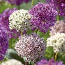 Image result for Zierlauch