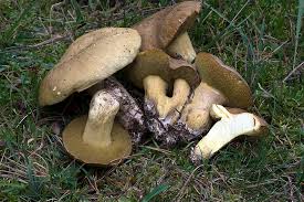 Attēlu rezultāti vaicājumam “Suillus variegatus”