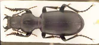 Attēlu rezultāti vaicājumam “Broscus cephalotes”