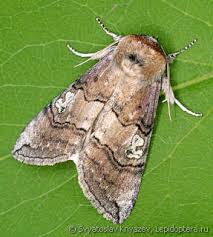 Attēlu rezultāti vaicājumam “Tethea or”