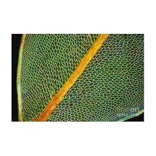 Attēlu rezultāti vaicājumam “Cinclidium stygium”